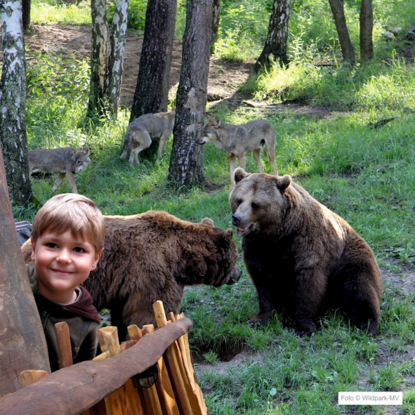Wildpark-MV Raubtier-WG Bären Wölfe
